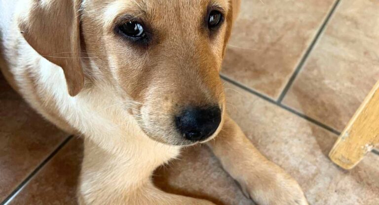 Our American Lab puppy, Bonnie