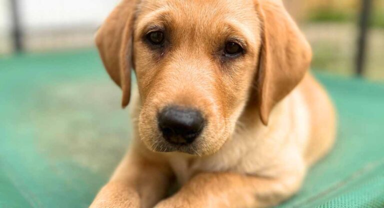 Bonnie is an American type of Labrador