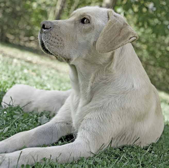 photo of pale yellow lab