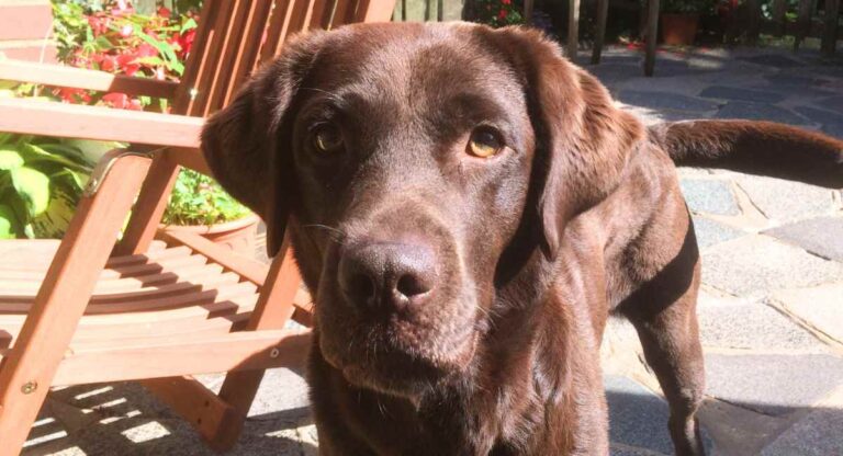 Chocolate Lab Your Guide To The Chocolate Labrador Retriever