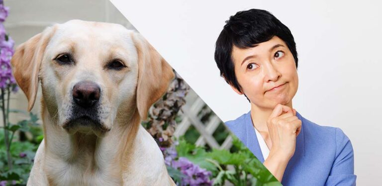 dog gland removal pros and cons