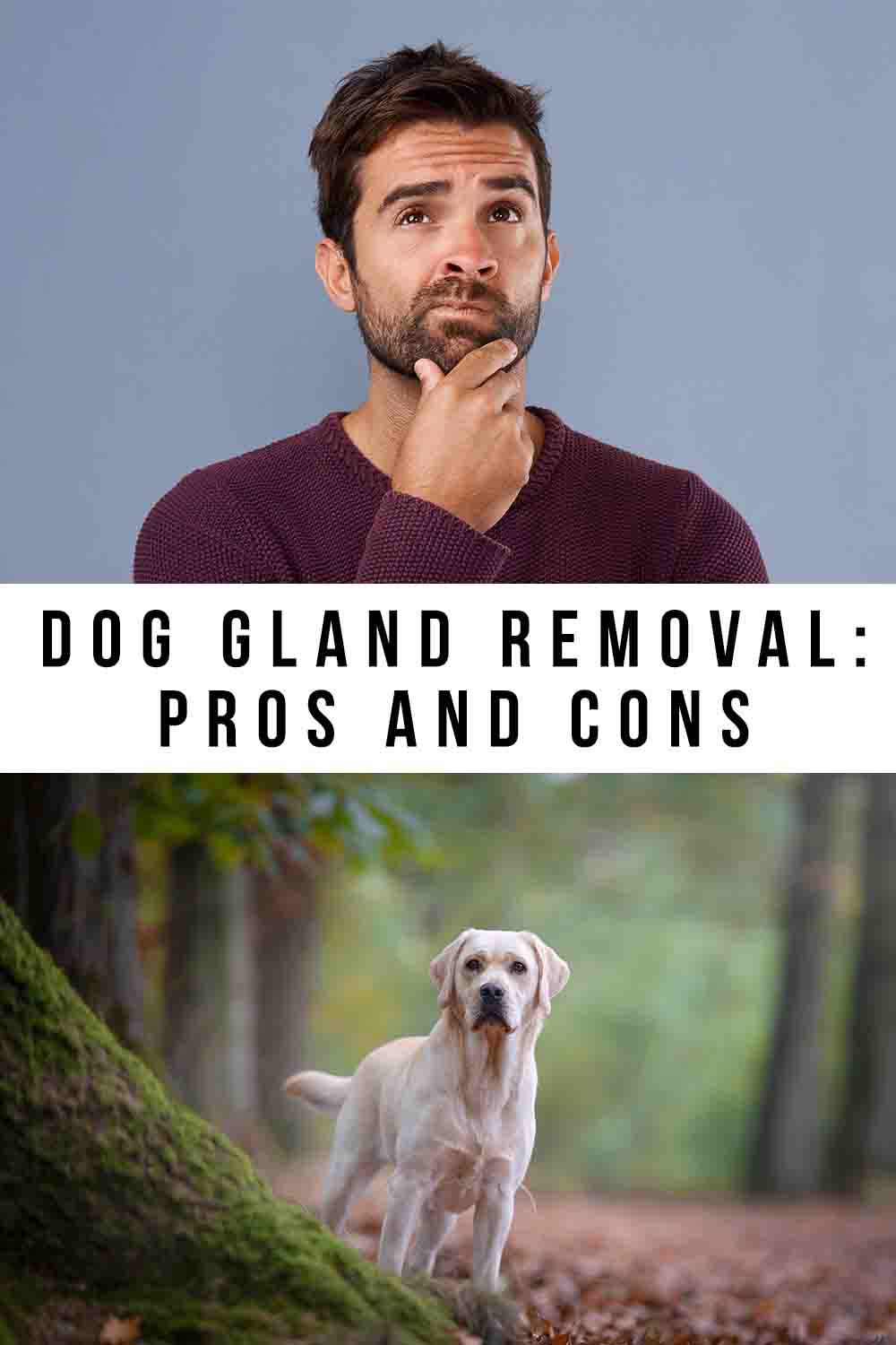 Dog Gland Removal Pros And Cons Of Sacculectomy Surgery