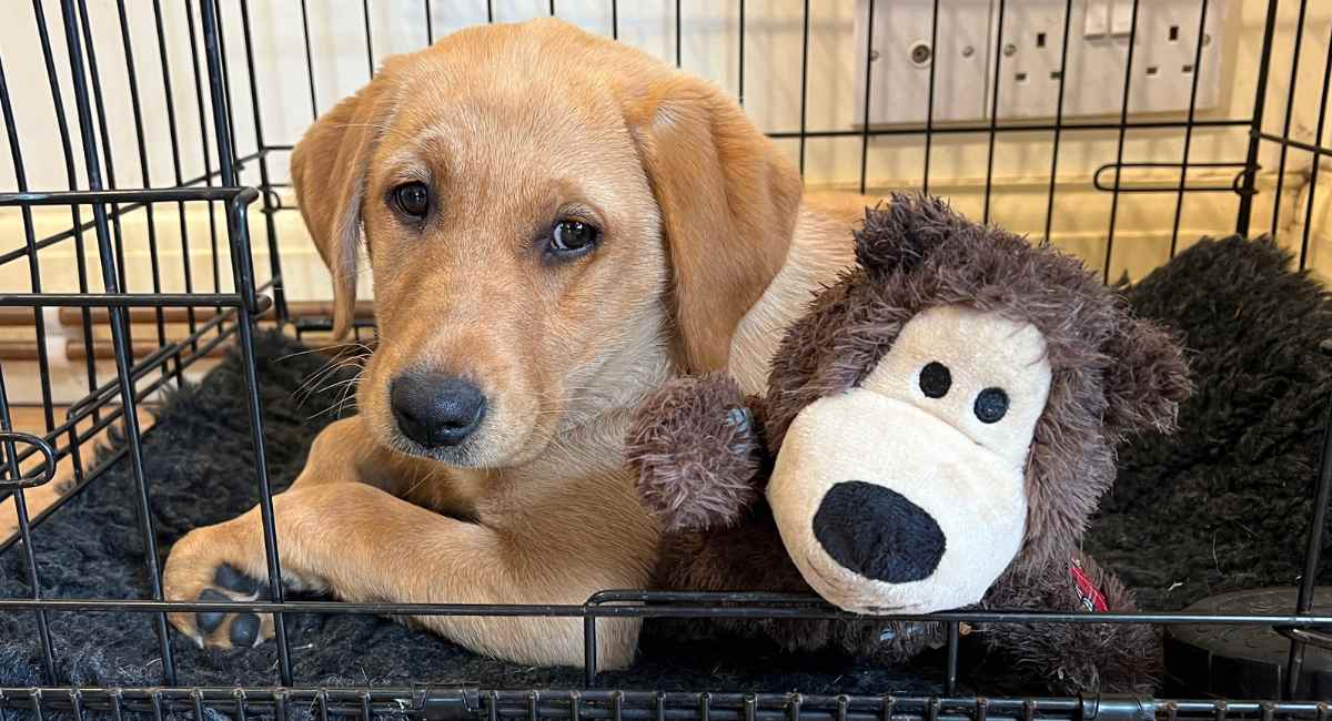 How Old Should You Start Crate Training A Puppy?