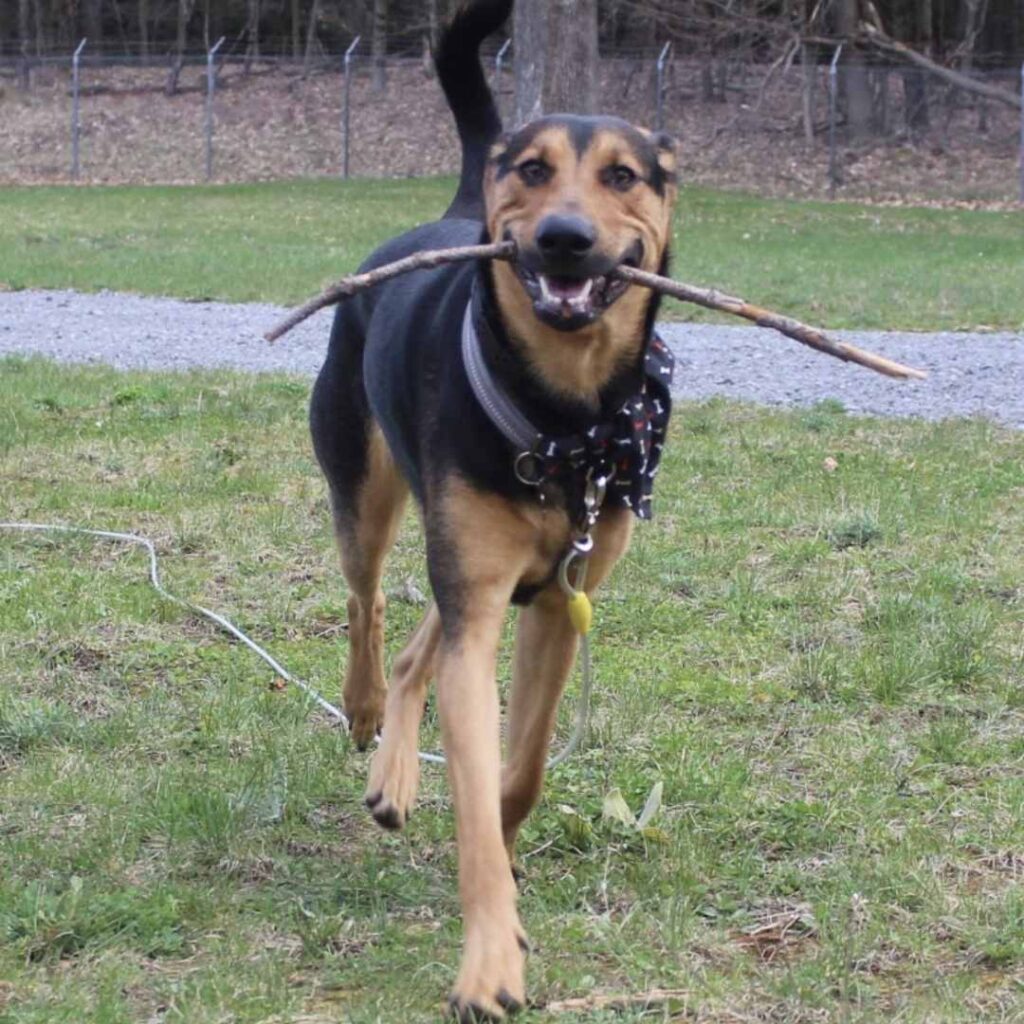Photo of Black and tan Rocky carrying a stick