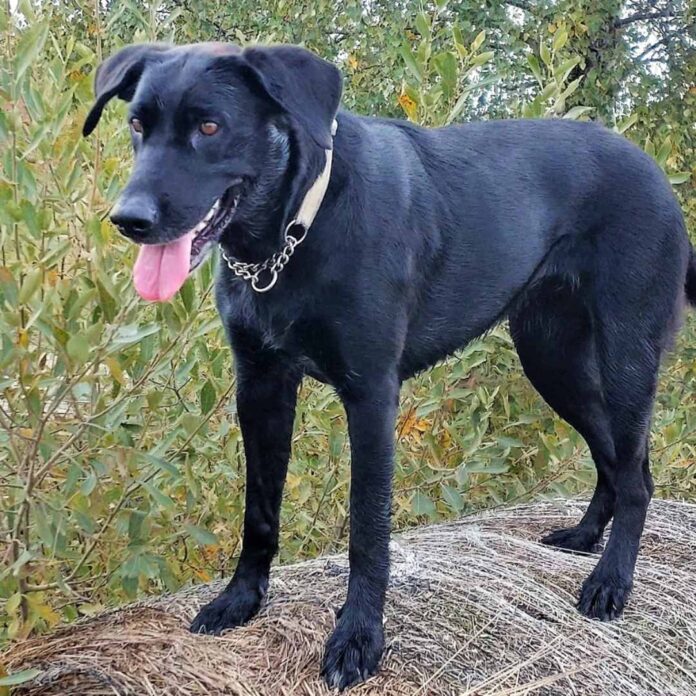 German Shepherd Lab Mix - Sheprador Breed Traits