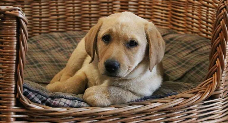 nine week old yellow labrador puppy in a wicker basket