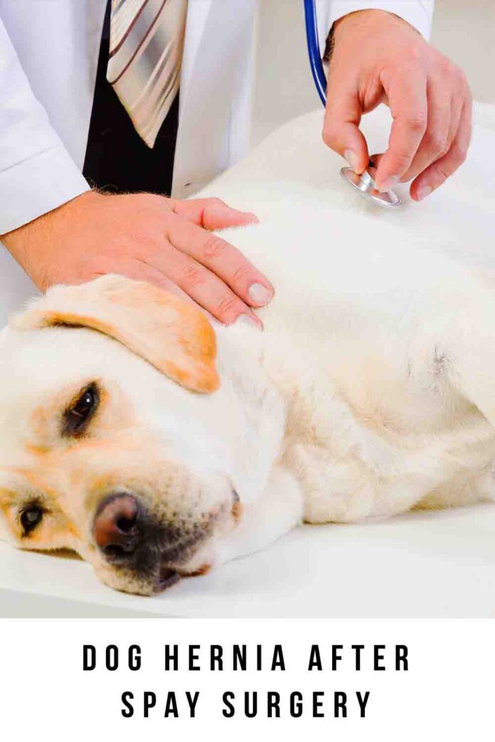 Dog Hernia After Spay - Is It Common And How Can You Spot One?