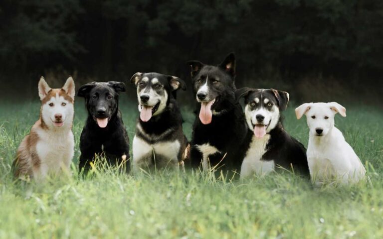 husky lab mixes