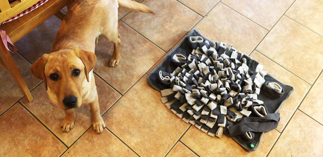 3 DIY Puzzle Toys For Dogs