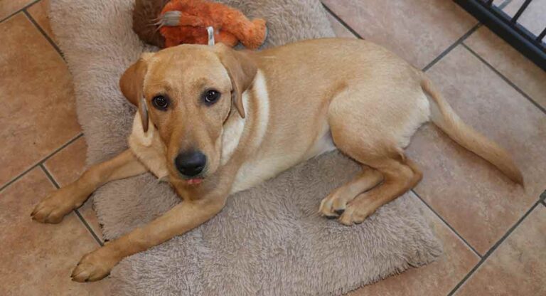 5 month old puppy lies on her bed