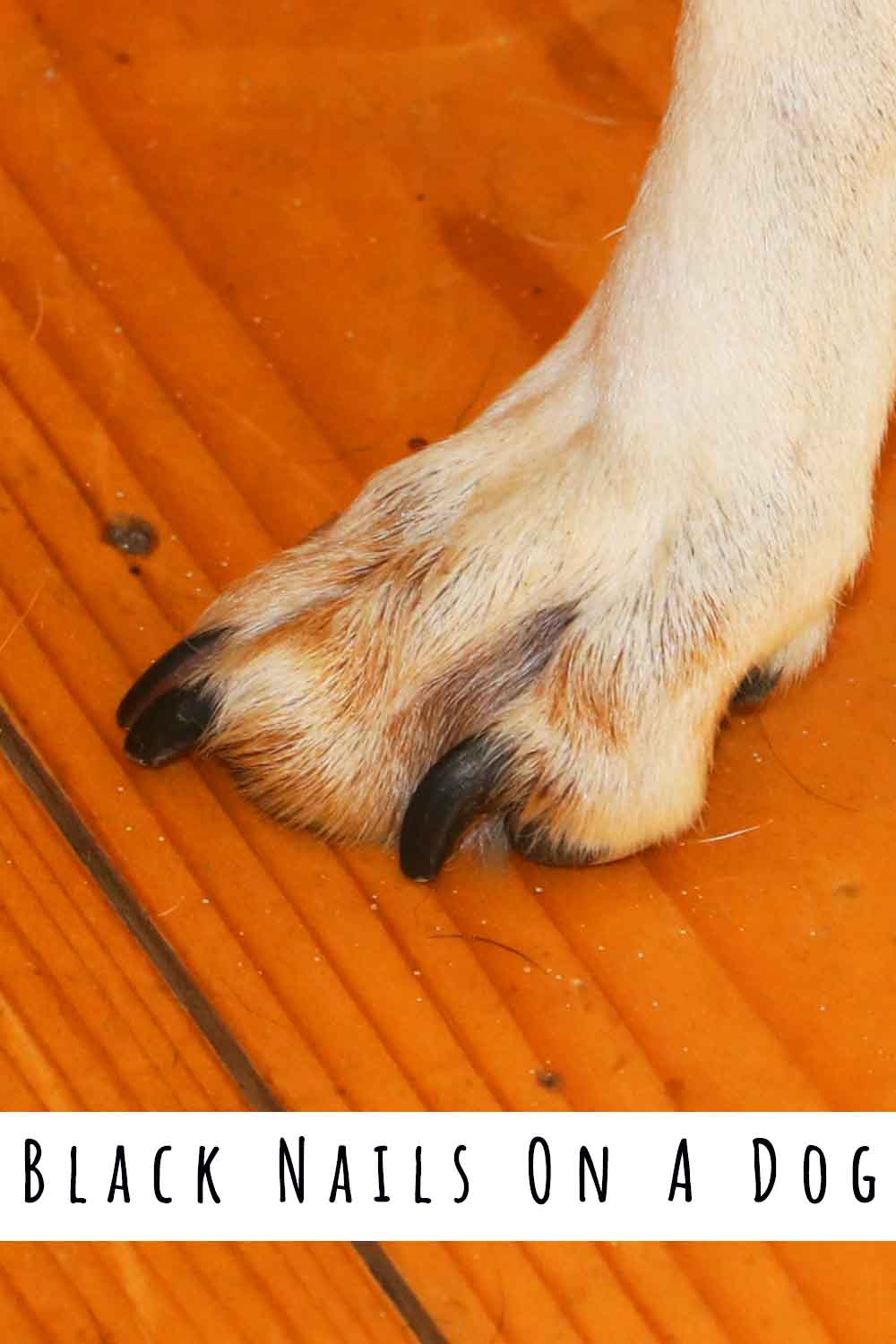 why-black-nails-on-a-dog-are-a-little-bit-extra-special