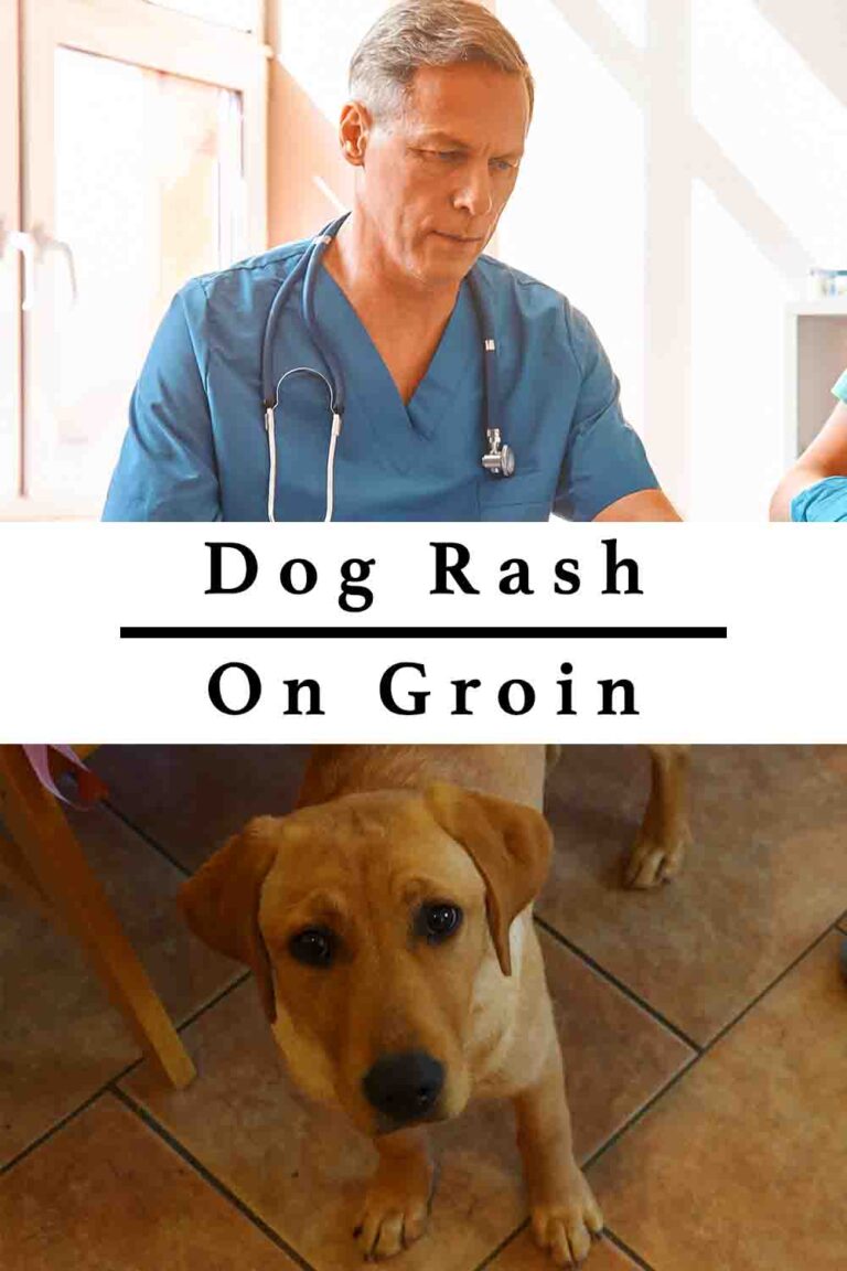 dog-rash-on-groin-what-s-causing-it-and-how-to-treat-it