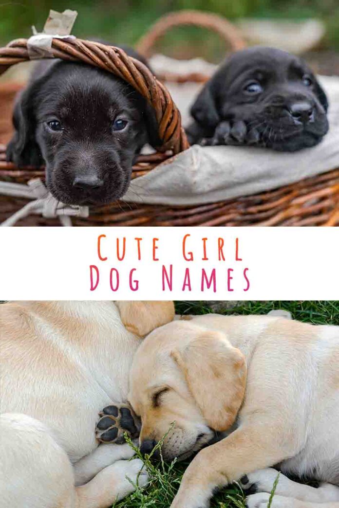 Female Dog Names - The Top Names For Gorgeous Girls