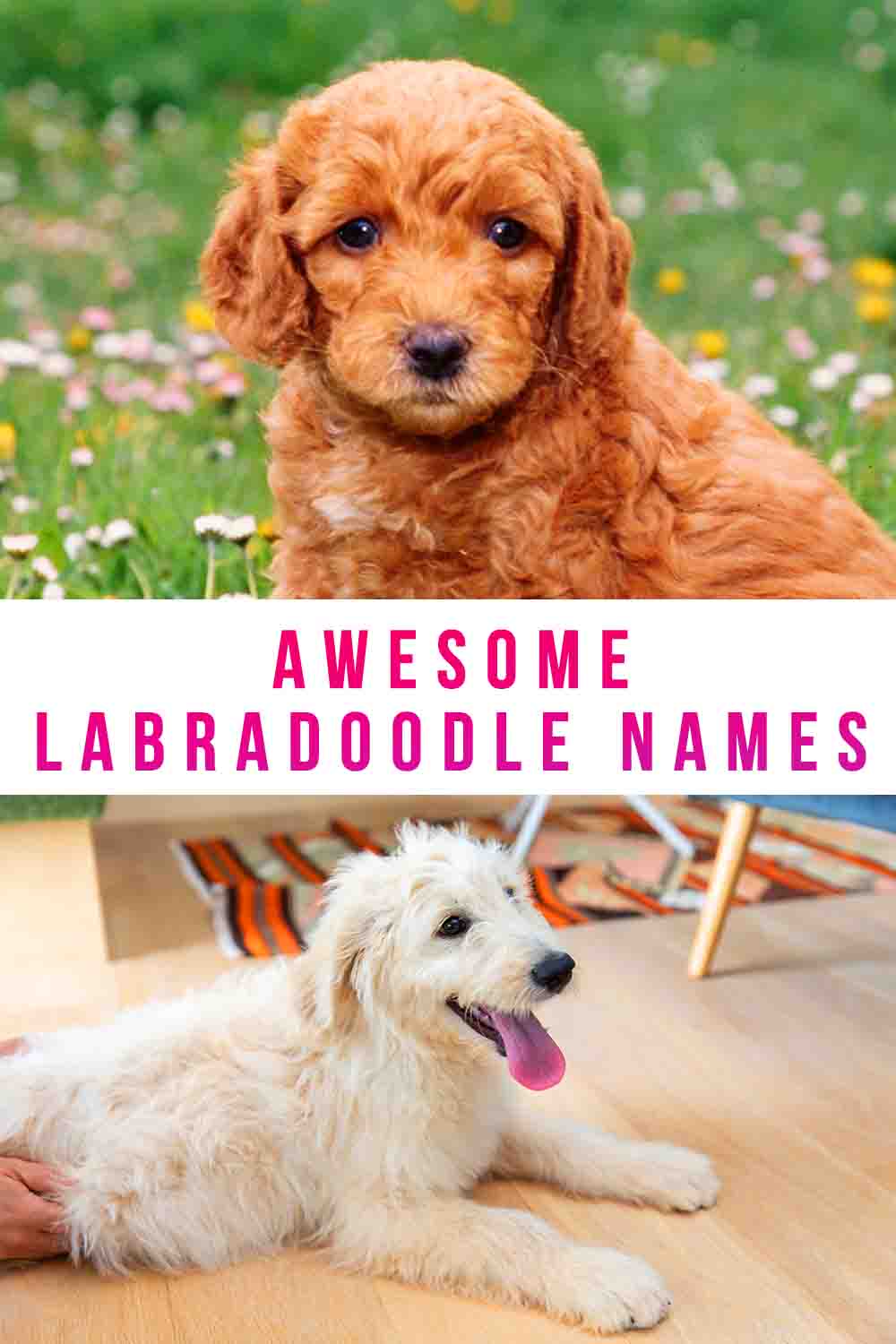 Labradoodle Names – 250 Adorable Ideas For Naming Your Puppy