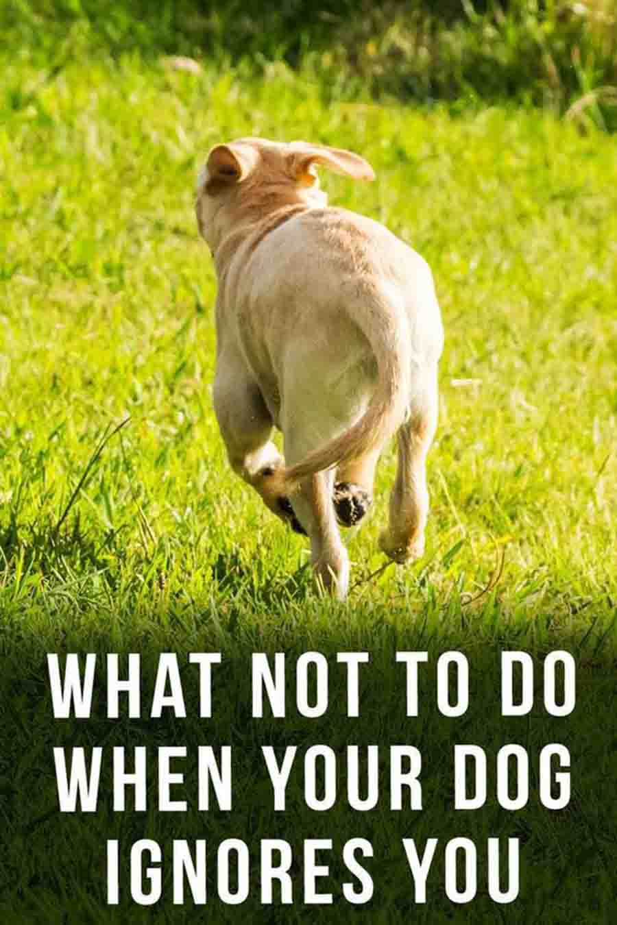 How To Correct A Dog That Ignores The Recall - Top Tips