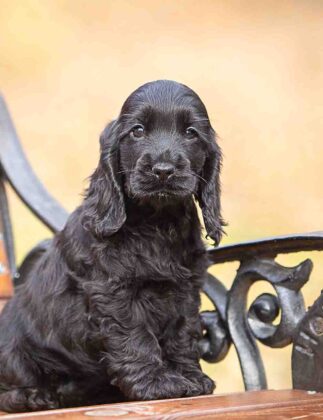 Black Dog Names - Over 200 Inspiring Ideas For Naming Your Pup