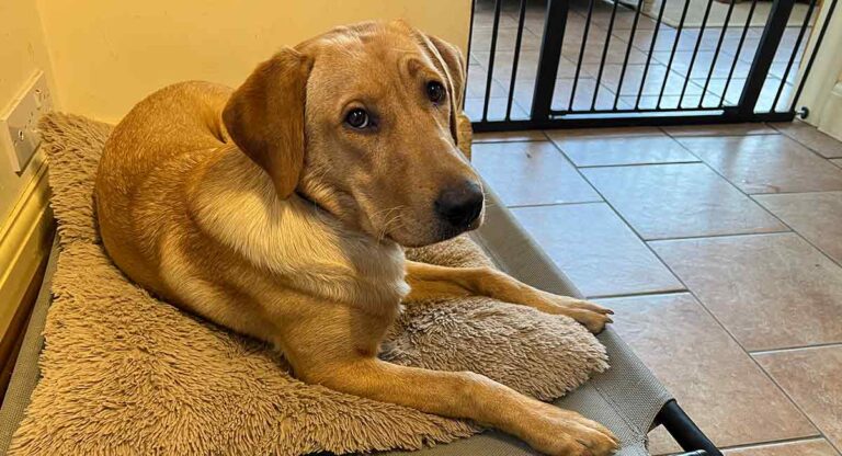 yellow lab lying on a raised dog bed