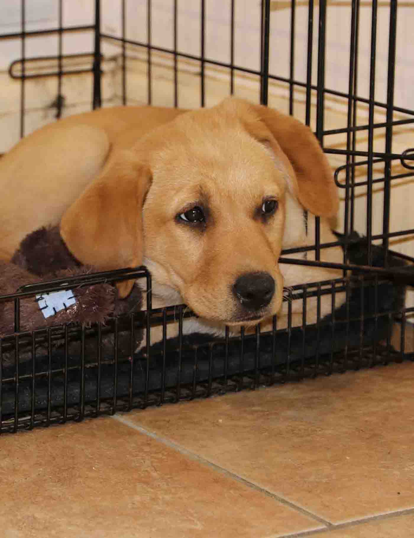 Puppy Bonnie laying calmly in her crate