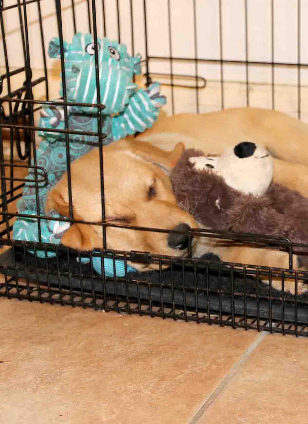 How to train a puppy to sleep in a crate hotsell