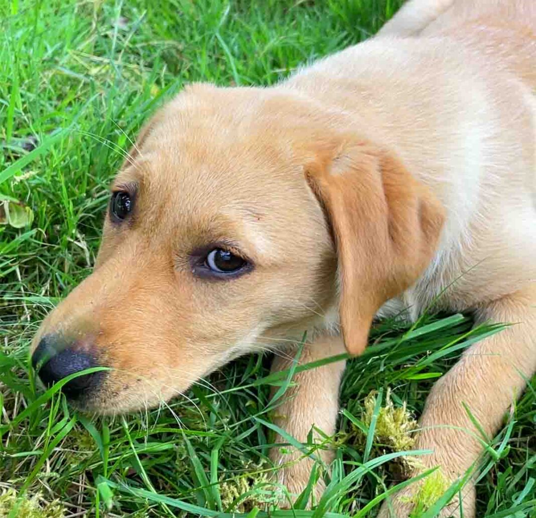 When Can Puppies Go Outside: Is It Safe To Take Your Puppy Out Yet?