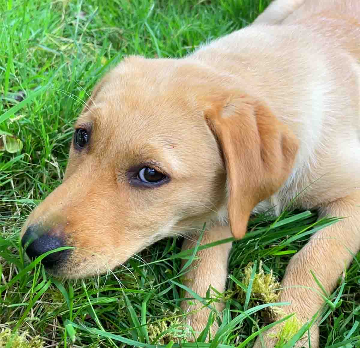 When Can Puppies Go Outside: Is It Safe To Take Your Puppy Out Yet?