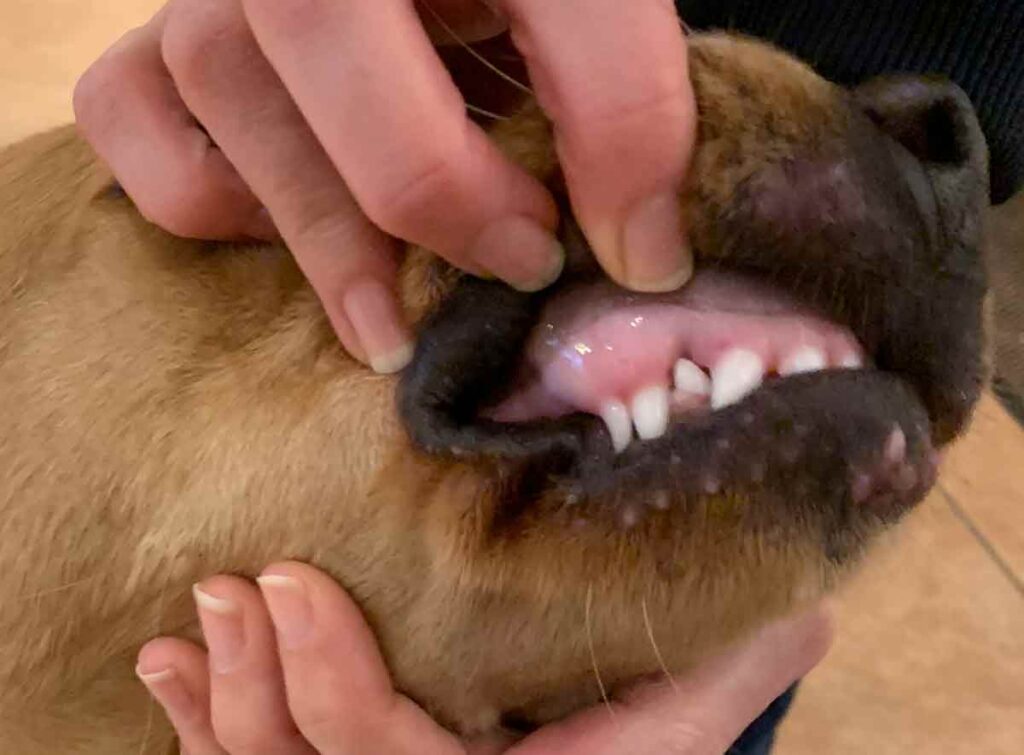 photo of retained puppy tooth in young yellow lab