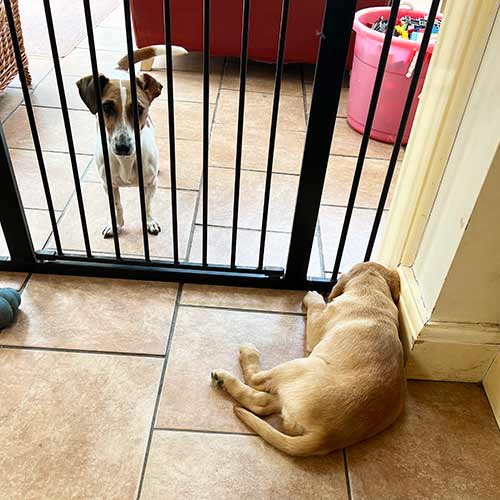 Photo of a yellow Lab puppy sleeping by a baby gate with a Jack Russell Terrier on the other side