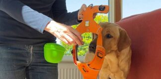 photo of a yellow labrador learning how to wear a harness
