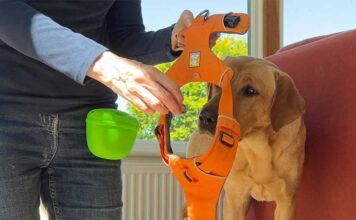 photo of a yellow labrador learning how to wear a harness