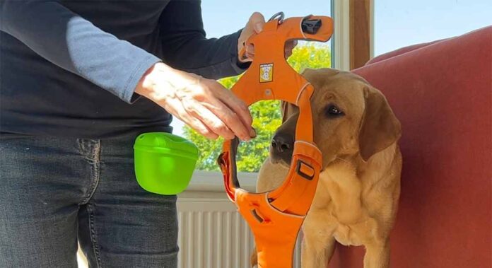 photo of a yellow labrador learning how to wear a harness