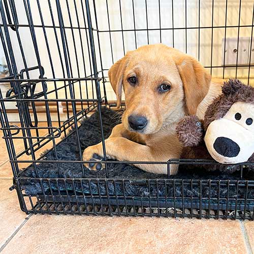Photo of a yellow lab puppy in a dog crate with her Kong Teddy
