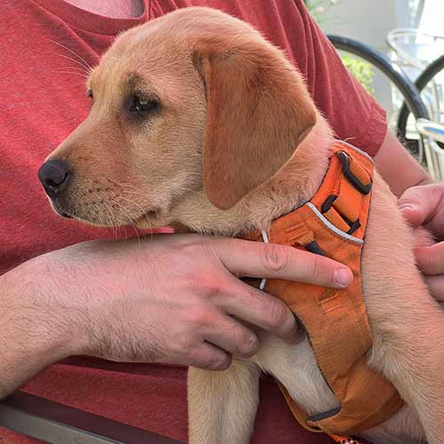 Photo of yellow lab puppy in an orange Ruffwear Front Range Harness