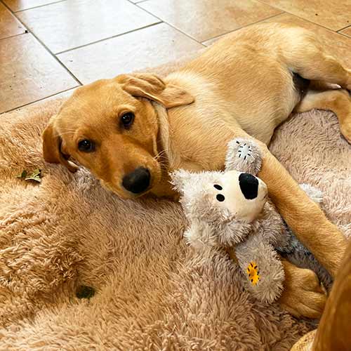 photo of yellow lab puppy on calming bed with kong knots teddy