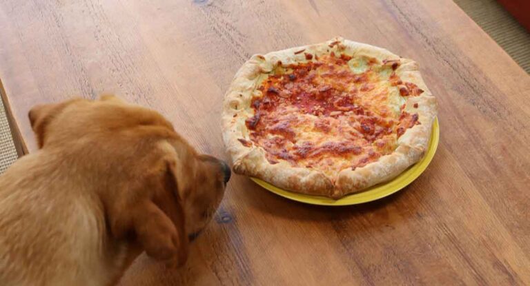 photo of a yellow lab looking longingly at a pizza on a plate