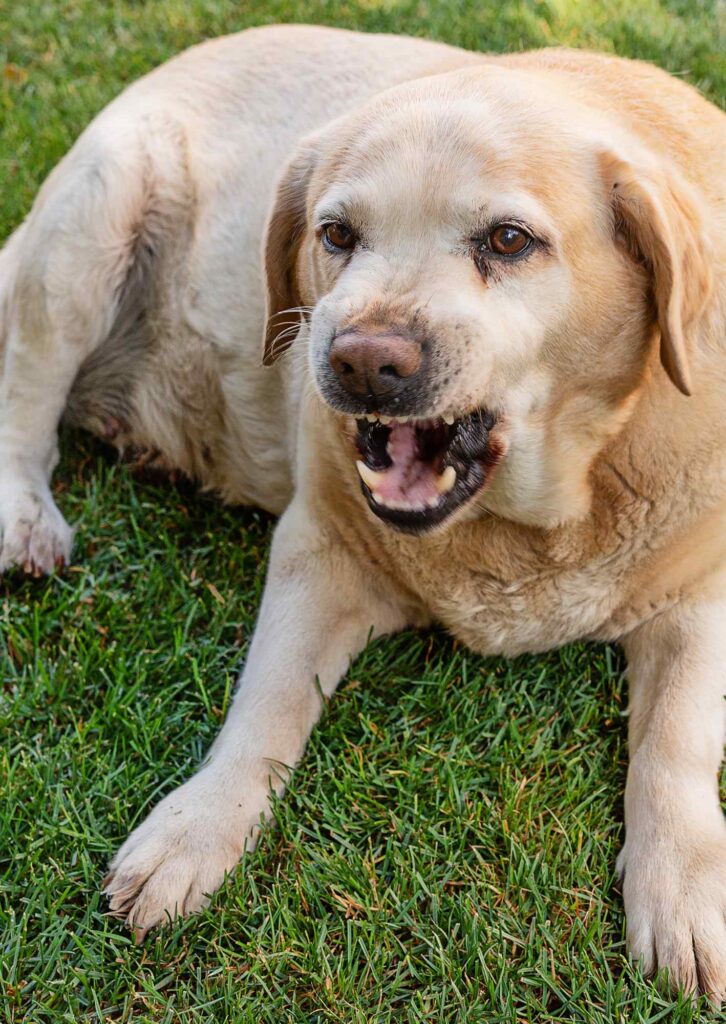 labrador growling